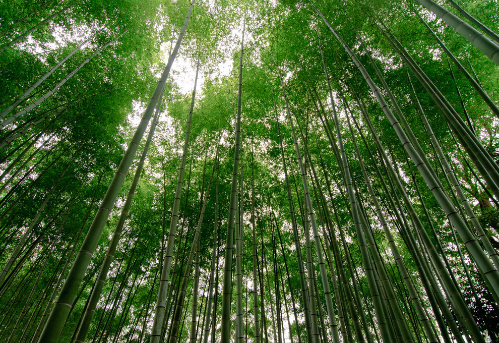 Прогулка по знаменитой бамбуковой роще в Киото
