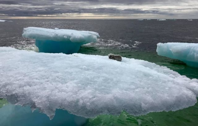 Находка рыбаков на льдине в открытом океане