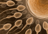 Ученые вырастили половые клетки из клеток кожи  