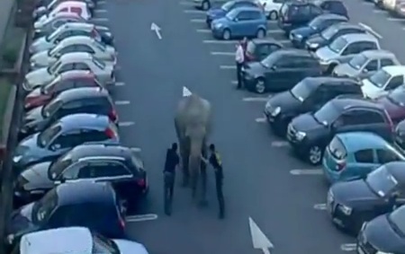 Слона-беглеца задержали на автомобильной парковке 