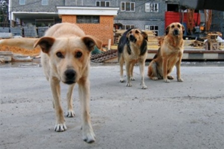 Страны мира выйдут на марш против убийств украинских собак