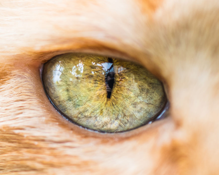 Серия фотографий кошачьих глаз Cat Eye