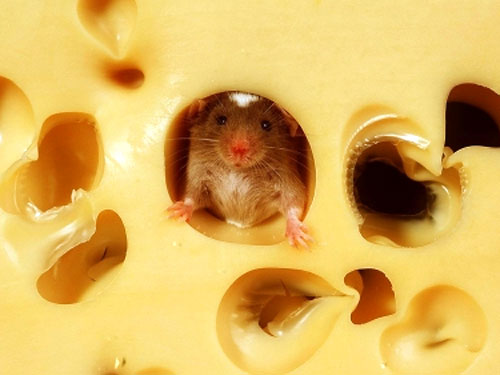 Российские эксперты всё же нашли "дырки" в производстве украинских сыров