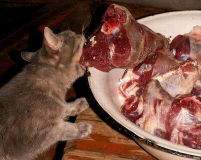 Забавные коты, готовые оставить хозяина без ужина