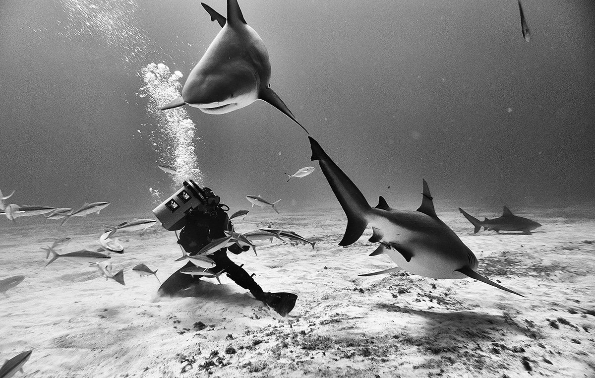 Красота подводного мира на чёрно-белых фотографиях