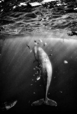 Подводный мир в необычном черно-белом фотопроекте. Фото