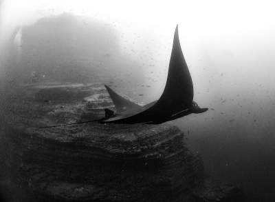 Подводный мир в необычном черно-белом фотопроекте. Фото