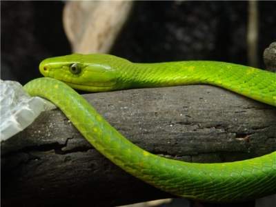 Названы двадцать самых красивых змей. Фото