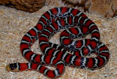 Названы двадцать самых красивых змей. Фото