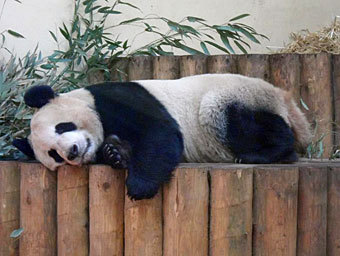 Пандам в зоопарке Эдинбурга дали два дня на зачатие потомства  