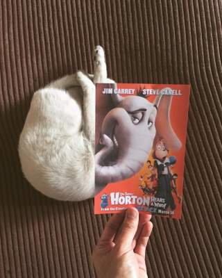 Умора: коты оживили постеры к известным фильмам