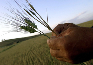 Ученые нашли альтернативу пестицидам при хранении зерна