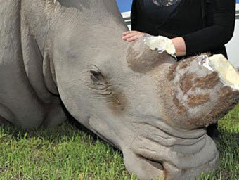 Стекловолоконный носорог стал жертвой охотника за рогами