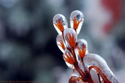 Волшебные ледяные «скульптуры», созданные самой природой. Фото