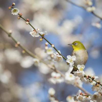 Фотограф показал красоту природы Японии. Фото