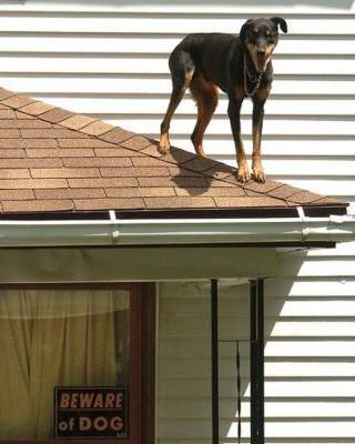 Очаровательные собаки, которым нет смысла доверять охранять дом