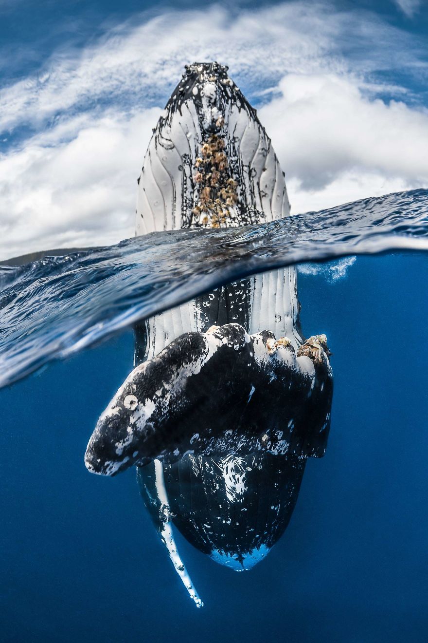 Победители конкурса подводной фотографии 2018