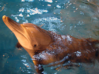 Южнокорейский суд решил судьбу незаконно пойманных дельфинов