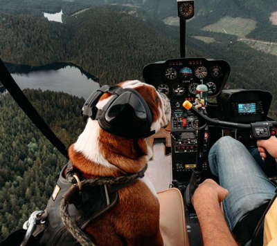 Сеть покорила собака-пилот из Канады