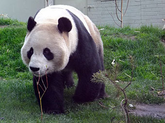 Свидания панд из Эдинбургского зоопарка оказались безрезультатными