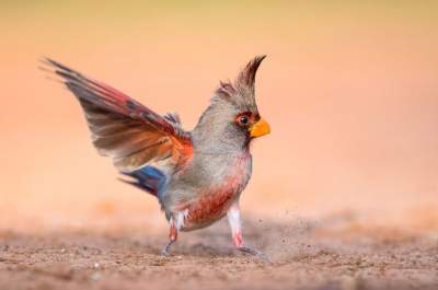 Лучшие снимки птиц по версии Audubon Photography Awards. Фото