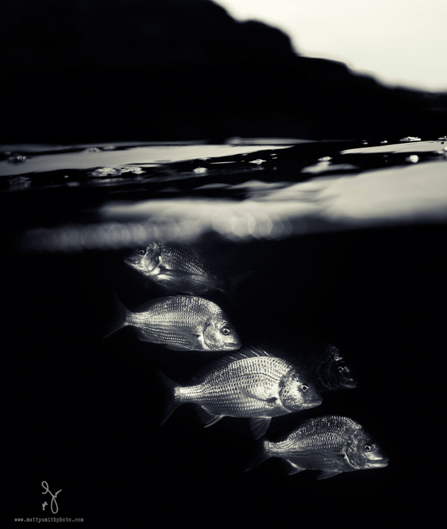 Мир под толщей воды на снимках Мэтти Смита