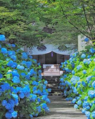 Цветочный рай в объективе японского фотографа-самоучки. Фото
