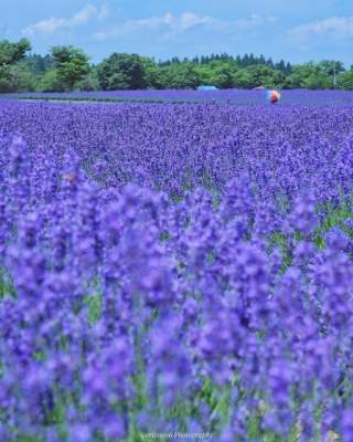 Цветочный рай в объективе японского фотографа-самоучки. Фото