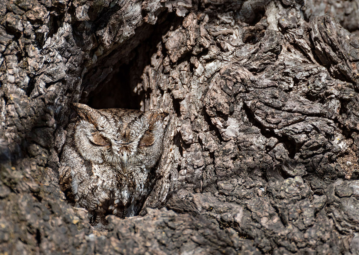 Фотографии птиц с конкурса Audubon Photography Awards 2018