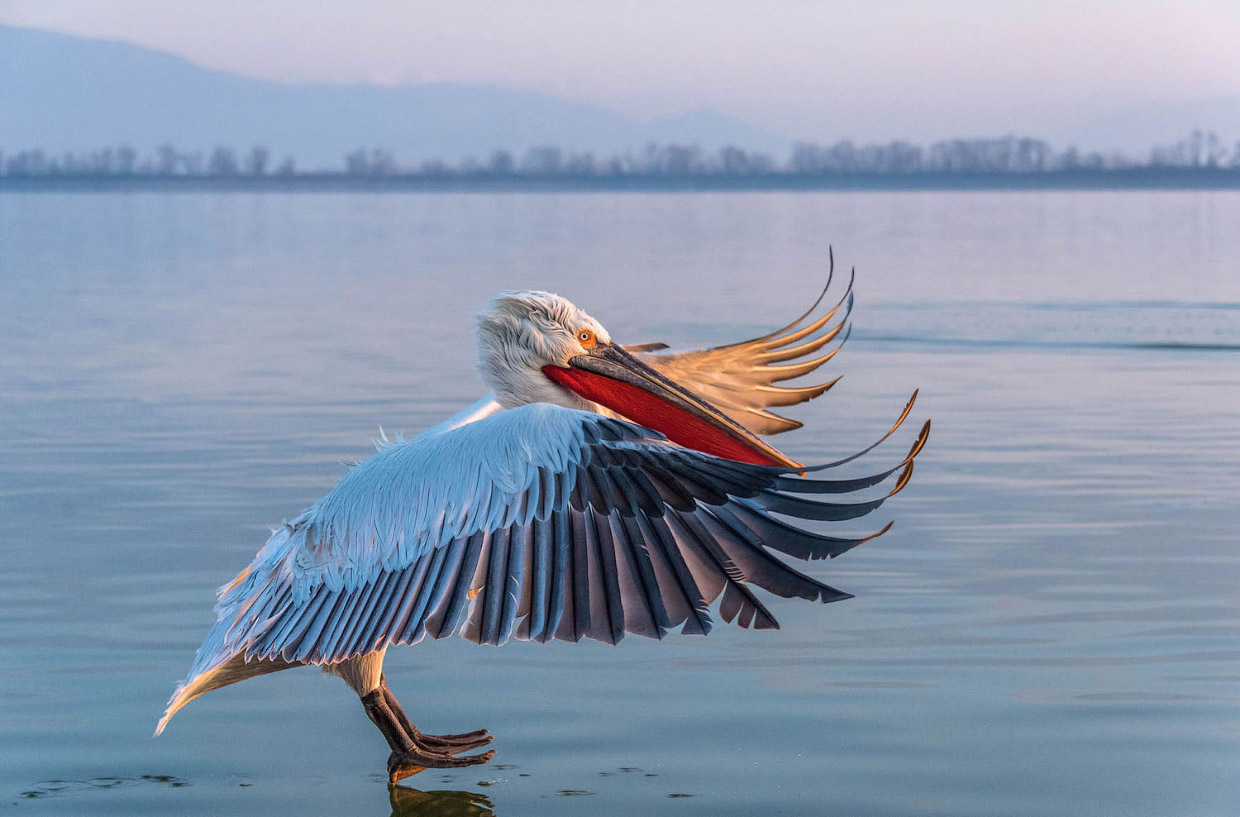 Фотографии птиц с конкурса Audubon Photography Awards 2018