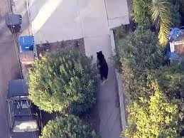Мужик, набирая sms, столкнулся на улице с медведем