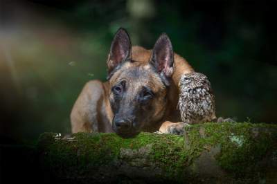 Невероятная дружба овчарки и маленькой совы. Фото