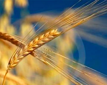 Украинские селекционеры вывели пять новых сортов озимой пшеницы