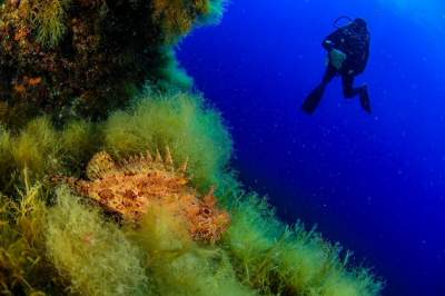 Подводный мир Сицилии в ярких снимках. Фото