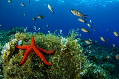 Подводный мир Сицилии в ярких снимках. Фото