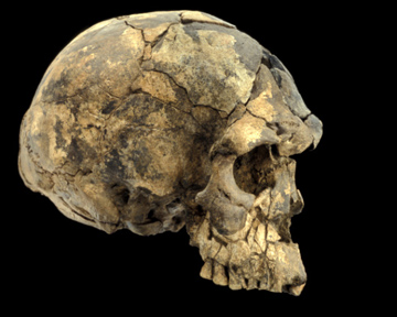 Homo sapiens родился в Китае 110 тысяч лет назад