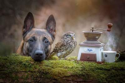 Дружба овчарки и совы в очаровательном фотопроекте. Фото