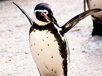 В Токио свернули поиски пингвина-беглеца 