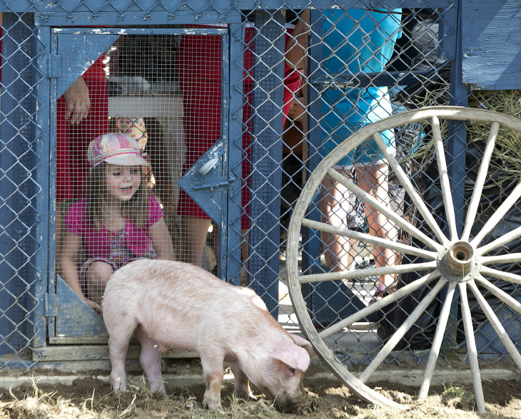 Свинский фестиваль в Канаде