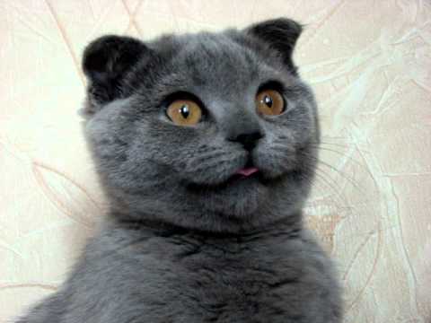 Кошка Ксюша признана самым очаровательным животным мира 