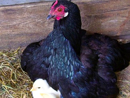 На Шри-Ланке курица сама родила цыплёнка и умерла после родов