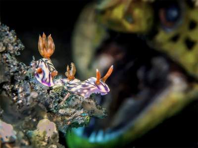 Подводный мир в завораживающих снимках. Фото