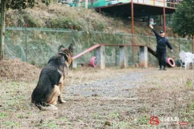 В Китае открыли приют для служебных собак в отставке. Фото