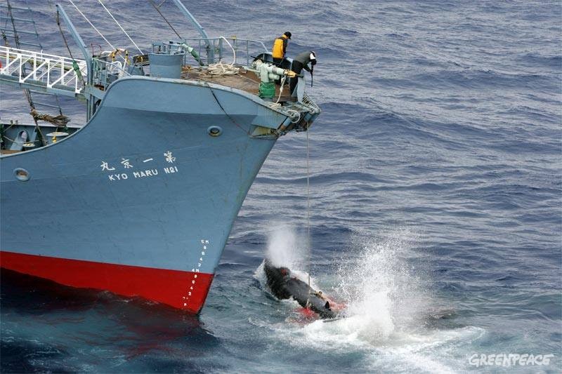 У Японии корабль на полной скорости протаранил кита 