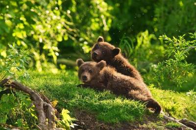 Насыщенные будни медведей в объективе талантливого фотографа. Фото