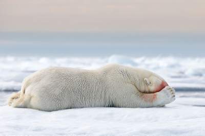 Суровые будни Антарктики в объективе талантливого фотографа. Фото