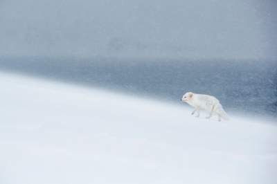 Суровые будни Антарктики в объективе талантливого фотографа. Фото
