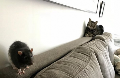 Том и Джерри отдыхают: кошка подружилась с крысой и покорила Instagram