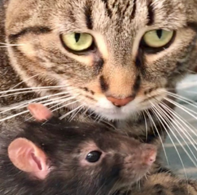 Том и Джерри отдыхают: кошка подружилась с крысой и покорила Instagram