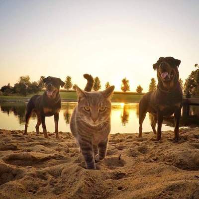 В сети появились забавные селфи кота с собаками